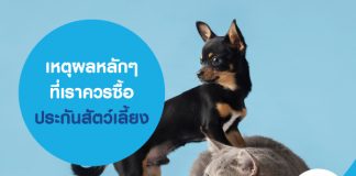 เหตุผลหลักๆ ที่เราควร ซื้อประกันสัตว์เลี้ยง