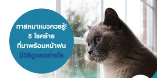 ทาสหมาแมวควรรู้! 5 โรคร้ายที่มาพร้อมหน้าฝน มีวิธีดูแลอย่างไร เพิ่มความอุ่นใจด้วย ประกันสัตว์เลี้ยง