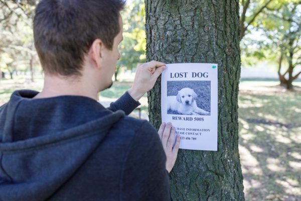 น้องหมา-น้องแมวหายออกจากบ้าน ทำไงดี ประกันสัตว์เลี้ยง คุ้มครองอย่างไรบ้าง