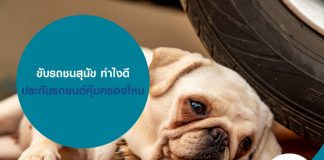 ขับรถชนสุนัข ทำไงดี ประกันรถยนต์คุ้มครองไหม