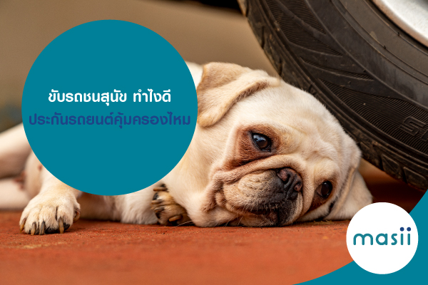 ขับรถชนสุนัข ทำไงดี ประกันรถยนต์คุ้มครองไหม ขับรถชนสุนัข ทำไงดี ประกันรถยนต์คุ้มครองไหม