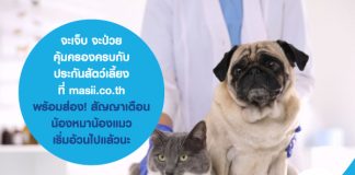 จะเจ็บ จะป่วย คุ้มครองครบกับ ประกันสัตว์เลี้ยง ที่ masii.co.th ….พร้อม ส่อง! สัญญาณเตือน น้องหมาน้องแมว เริ่มอ้วนไปแล้วนะ