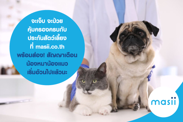 Blog-ประกันสัตว์เลี้ยง จะเจ็บ จะป่วย คุ้มครองครบกับ ประกันสัตว์เลี้ยง ที่ masii.co.th ….พร้อม ส่อง! สัญญาณเตือน น้องหมาน้องแมว เริ่มอ้วนไปแล้วนะ