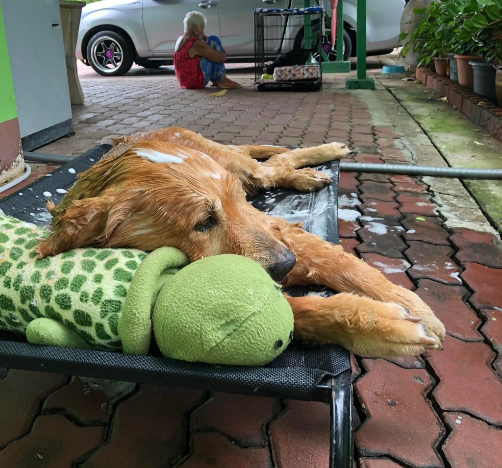 ขอบคุณภาพ : ลีโอ #ไอ้หนูของยาย