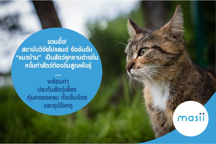 ชวนอึ้ง แมวบ้าน ประกันสัตว์เลี้ยง600x400 ชวนอึ้ง! สถาบันวิจัยโปแลนด์ จัดอันดับ “แมวบ้าน” เป็นสัตว์รุกรานต่างถิ่น หวั่นทำสัตว์ท้องถิ่นสูญพันธ์ุ....พร้อมทำ ประกันสัตว์เลี้ยง คุ้มครองครบ ทั้งเจ็บป่วย และอุบัติเหตุ