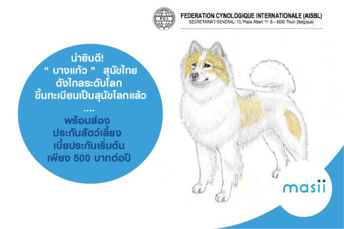 600x400บางแก้ว_2600x400 น่ายินดี! “ บางแก้ว ” สุนัขไทย ดังไกลระดับโลก ขึ้นทะเบียนเป็นสุนัขโลกแล้ว....พร้อมส่อง ประกันสัตว์เลี้ยง เบี้ยประกันเริ่มต้นเพียง 500 บาทต่อปี