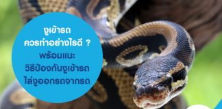 งูเข้ารถ ควรทำอย่างไรดี ? พร้อมแนะ วิธีป้องกันงูเข้ารถ ไล่งูออกรถจากรถ
