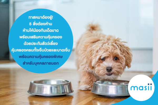 Blog-ประกันสัตว์เลี้ยง-หมา