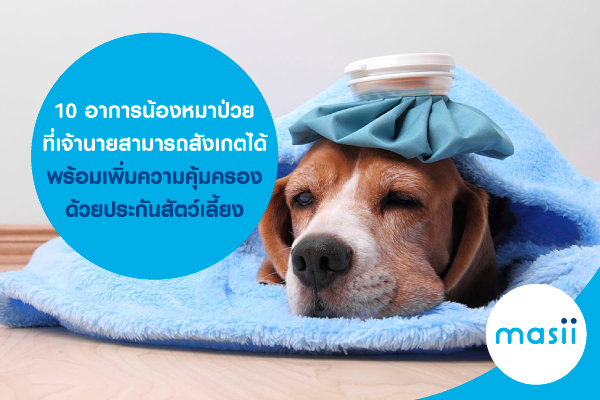 10 อาการน้องหมาป่วย ที่เจ้านายสามารถสังเกตได้ พร้อมเพิ่มความคุ้มครองด้วยประกันสัตว์เลี้ยง 10 อาการน้องหมาป่วย ที่เจ้านายสามารถสังเกตได้ พร้อมเพิ่มความคุ้มครองด้วยประกันสัตว์เลี้ยง