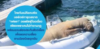 ใครกันแน่คือคนผิด นอร์เวย์การุณยฆาต “เฟรยา” วอลรัสผู้โดดเดี่ยว เพียงเพราะคนไม่ทำตามกฎ....พร้อมชวนส่อง ประกันสัตว์เลี้ยง เพื่อลดความเสี่ยง ยามน้องป่วยฉุกเฉิน