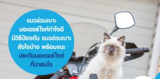 แมวข่วนเบาะมอเตอร์ไซค์ ทำไงดี มีวิธีป้องกัน แมวข่วนเบาะ ยังไงบ้าง พร้อมแนะ ประกันมอเตอร์ไซค์ ที่น่าสนใจ