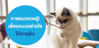 ทาสแมวควรรู้! เลี้ยงแมวอย่างไรให้อายุยืน และอย่าลืมทำประกันสัตว์เลี้ยง คุ้มครองครบครัน