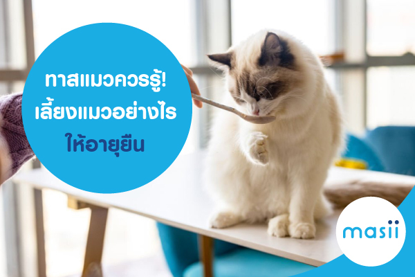 ทาสแมวควรรู้! เลี้ยงแมวอย่างไรให้อายุยืน และอย่าลืมทำประกันสัตว์เลี้ยง คุ้มครองครบครัน ทาสแมวควรรู้! เลี้ยงแมวอย่างไรให้อายุยืน และอย่าลืมทำประกันสัตว์เลี้ยง คุ้มครองครบครัน