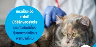 แมวเป็นหวัด ทำไงดี มีวิธีรักษาอย่างไร ประกันสัตว์เลี้ยงคุ้มครองค่ารักษาพยาบาลไหม