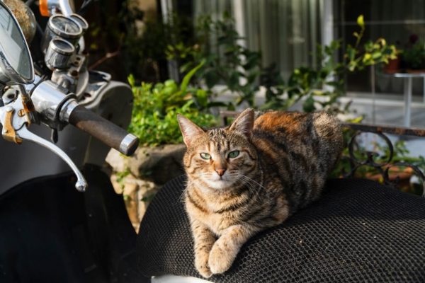 แมวข่วนเบาะมอเตอร์ไซค์ ทำไงดี มีวิธีป้องกัน แมวข่วนเบาะ ยังไงบ้าง พร้อมแนะ ประกันมอเตอร์ไซค์ ที่น่าสนใจ