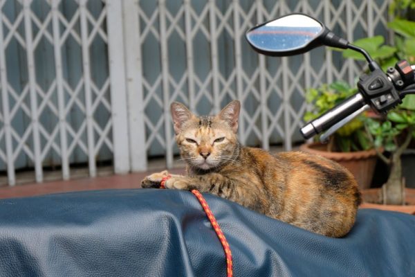 แมวข่วนเบาะมอเตอร์ไซค์ ทำไงดี มีวิธีป้องกัน แมวข่วนเบาะ ยังไงบ้าง พร้อมแนะ ประกันมอเตอร์ไซค์ ที่น่าสนใจ