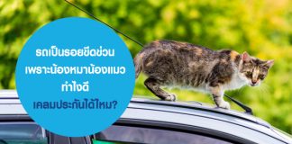 รถเป็นรอยขีดข่วน เพราะน้องหมาน้องแมว ทำไงดี เคลมประกันรถยนต์ ได้ไหม?