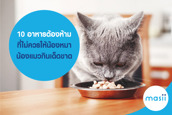 10 อาหารต้องห้าม ที่ไม่ควรให้น้องหมา น้องแมวกินเด็ดขาด พร้อมแนะ ประกันสัตว์เลี้ยงที่คุ้มค่า 10 อาหารต้องห้าม ที่ไม่ควรให้น้องหมา น้องแมวกินเด็ดขาด พร้อมแนะ ประกันสัตว์เลี้ยงที่คุ้มค่า