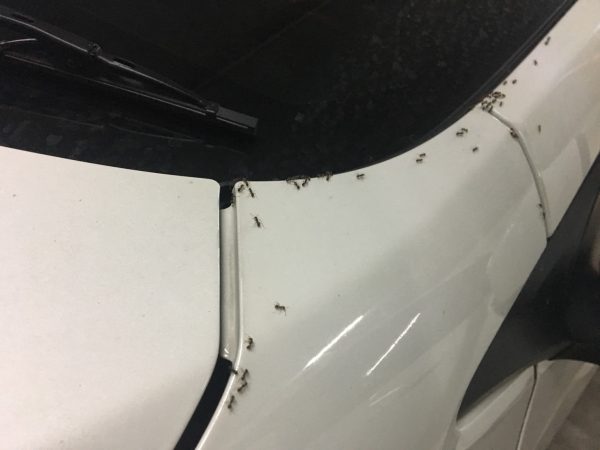 masii ชวนรู้! มดขึ้นรถ ทำไงดี? มีวิธีไล่มดออกจากรถ อย่างไรบ้าง