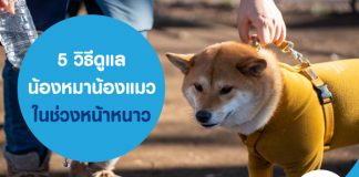 5 วิธีดูแลน้องหมาน้องแมว ในช่วงหน้าหนาว