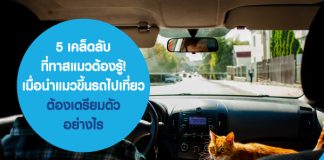 5 เคล็ดลับที่ทาสแมวต้องรู้! เมื่อนำแมวขึ้นรถไปเที่ยว ต้องเตรียมตัวอย่างไร