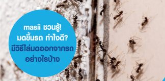 มดขึ้นรถ ทำไงดี? มีวิธีไล่มดออกจากรถ อย่างไรบ้าง