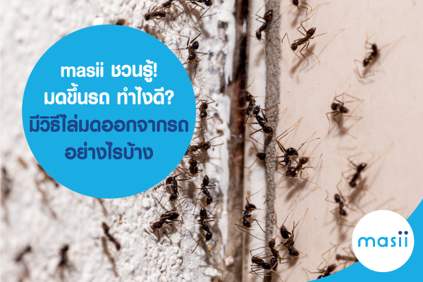 มดขึ้นรถ ทำไงดี? มีวิธีไล่มดออกจากรถ อย่างไรบ้าง มดขึ้นรถ ทำไงดี? มีวิธีไล่มดออกจากรถ อย่างไรบ้าง