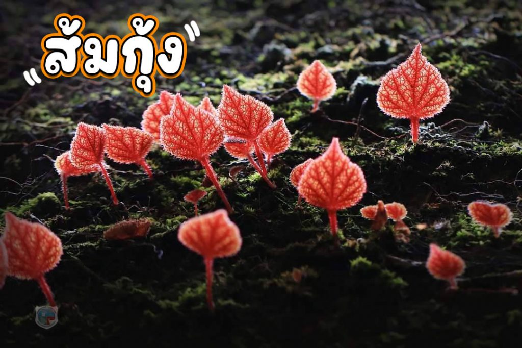 ส้มกุ้ง หรือ ดาษหินฟ้า พืขตระกูลบีโกเนียน ภูหินร่องกล้า