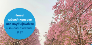 ชมพูพันธุ์ทิพย์